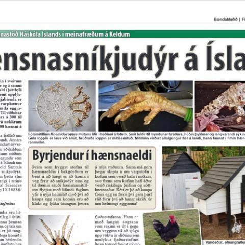 Mynd af grein í Bændablaðinu